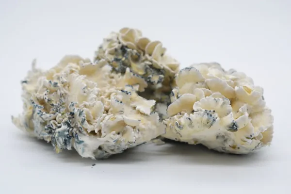 FESTIVE FEAST ENIGMA MUSHROOM CHOCOLATE BAR (HOLIDAY LIMITED EDITION)